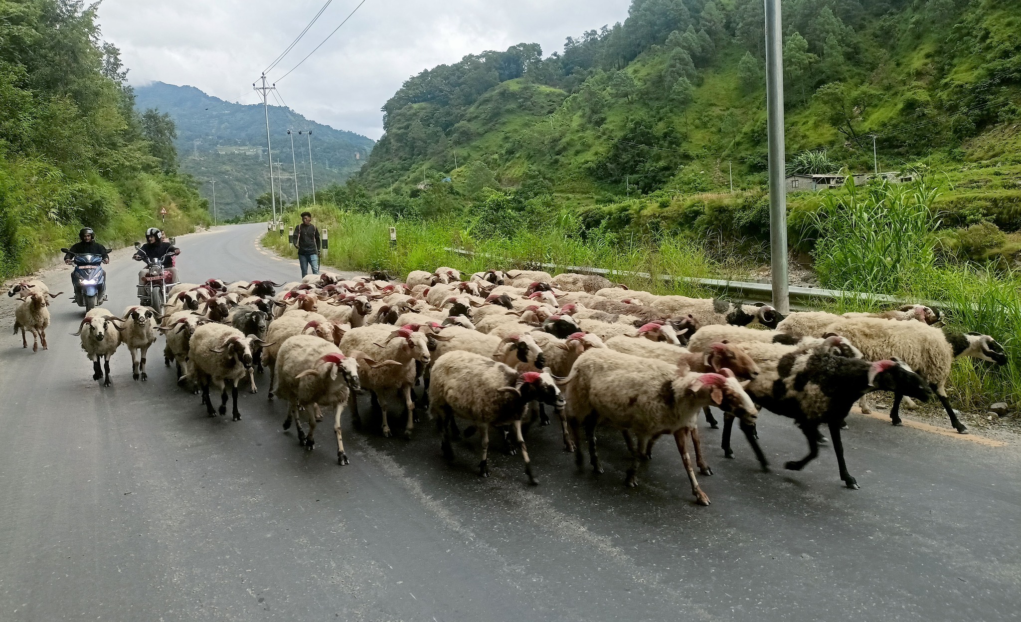 भेडा, च्याङ्ग्रा खर्कमा हुर्किएकाले स्वस्थ छन् , मासु खान समस्या छैन: पशु चिकित्सक